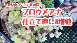 ブロウメアナ仕立て直し\u0026増殖作業【多肉植物】