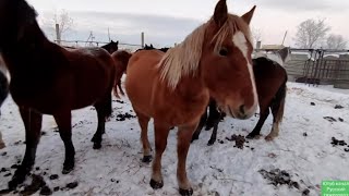 Неделя поиска лошадей.| Табунное коневодство.