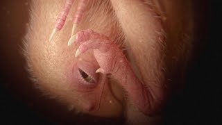 This Dinosaur Embryo is 72 Million Years Old
