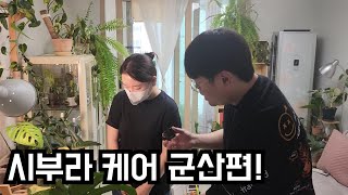 시부라야 도와줘~! 시부라 출장케어 군산편 (1편)