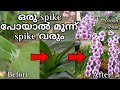 ഒരു spike പോയാൽ മൂന്ന് spike വരും | Yaya Compactum |  #dendrobium #orchid #garden #flowers