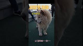 차우차우 차우를 처음 만났을때! #강아지  #옥웃짜