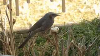 ヒヨドリがパンを食す