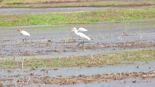 境川日記番外編(アマサギ一家)