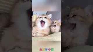 猫咪的神同步，不可思议的同步。#cat #pets #cute #funny #animals #cutecat