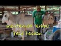 Menternak Lembu sebagai hobi dan sumber pendapatan