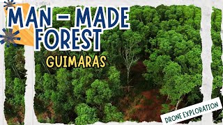 Inside of the Man-Made Forest of Guimaras Island | Drone Exploration