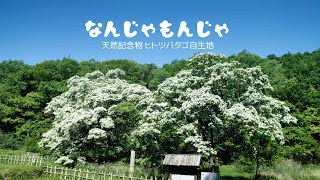 天然記念物 ヒトツバタゴ自生地  (愛知県) なんじゃもんじゃ