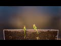 Growing SUNFLOWER Time Lapse - Seed To Flower In 83 Days