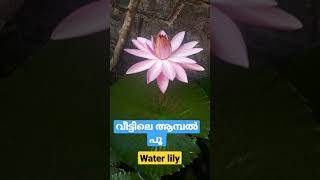 വീട്ടിലെ ആമ്പൽ പൂ |  water lily ag home