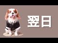 いつもパパに塩対応な愛犬が久しぶりに再会したときの反応が可愛すぎた…