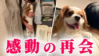 いつもパパに塩対応な愛犬が久しぶりに再会したときの反応が可愛すぎた…