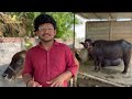 dairy farm in hyderabad telugu how to start a dairy farming telugu farming @mmpetsworld