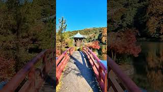 定光寺公園の紅葉 #shorts #iwalkedblog #歩いてみたブログ #旅行 #風景 #絶景 #紅葉 #愛知県