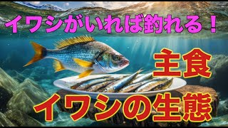 海の魚の主食、イワシの生態