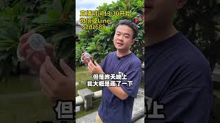 腕上的水墨江南画，国风水墨乌鸡翡翠手镯饼也太好看了（4）#翡翠 #翡翠手鐲 #翡翠手镯 #翡翠直播