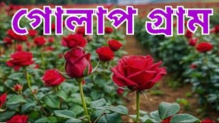 গোলাপ গ্রাম| গোলাপের স্বর্গ রাজ্য| সাভারের(বিরুলিয়া) গোলাপ গ্রামে একদিন| BYKE TOUR GOLAP GRAM| 2025