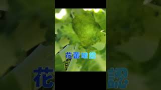 #0104 【末永Ⅲ】ブロッコリー花蕾確認　2022年11月25日