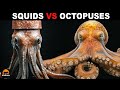 What Is The Difference Between Squids And Octopuses?