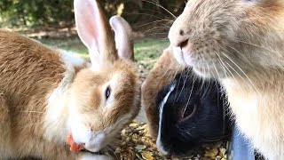 野生のうさぎ「ひやぁ～うまい！このペレット、最高っす！！！」