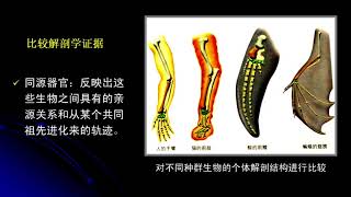 20.2 生物进化的证据