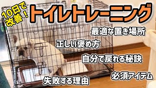 【ドッグブリーダー直伝】犬のトイレトレーニング必勝法