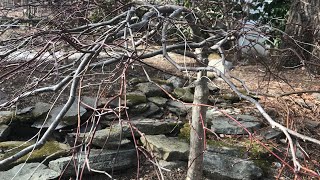 Winter Pruning of Japanese Maples