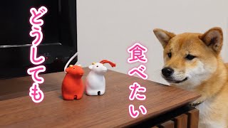 干支の御守りをなんとか食べようとする柴犬【最後にお知らせがあります】