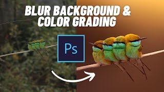 Edit Wildlife Photography like a Pro | How to blur background in Photoshop | Color grading Tutorial