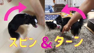 【犬の芸　トリック】スピン習得に挑むチワワ犬