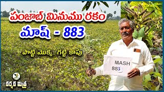 పంజాబ్ మినుము రకం మాష్ - 883 | పొట్టి మొక్క గట్టి కాపు | Urdbean Variety Mash - 883 | Karshaka Mitra