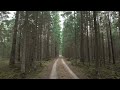 sudden snowfall in the forest 4k walk in a quiet forest in moody weather