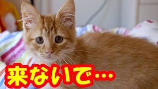 【感動】人間を見ると怯えた表情で逃げ出していた子猫が成長して…