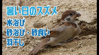 暑い日のスズメ　水浴び、砂浴び、砂食い、羽干し