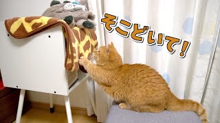 ベッドを占領するイタズラ猫をまさかの方法で撃退する賢い猫！