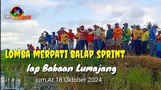 lomba merpati balap sprint lap Baban Lumajang.