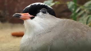 Crowned Lapwing