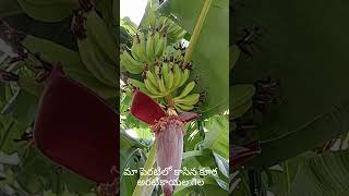 Banana Tree// మా ఇంటి పెరటిలో మొదటిసారి ఎటువంటి రసాయనాలు లేకుండా అరటి చెట్టుకి కూర అరటికాయల గెల 😍😍