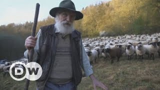 Europe: A new app to show sheep the way with GPS | DW English