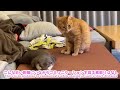 カワウソさくら 会議中？のカワウソと猫 in a meeting otters and cats