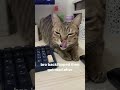 My cat back flips and gets mad afterwards