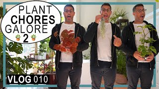 Houseplant Chores Galore 2! Plant-Styling, Repotting, New Rhaphidophora Tetrasperma...(VLOG 010)