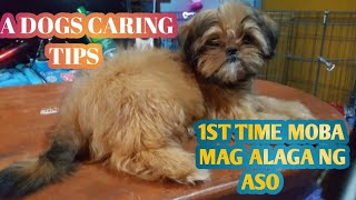 gamot sa garapata ng shih tzu