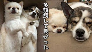 【子犬】出会い→成長→現在 多頭飼の良さとは？