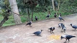 কাকের ডাক Crow ki Awaz Naturally, Crow Sound part 57 || Crow Fight for Food | Bird and Animal Sound