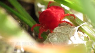 Arudra purugu | Arudra worms | red velvet mite || village agribusiness