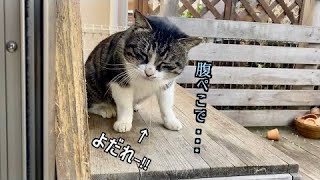 猫と人間が捕獲器に慣れるまで【地域猫活動🔰】#4