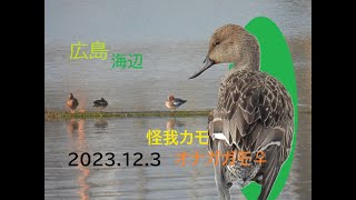 2023.12.3　ナミナミ街道鳥旅③　【マガモ】【オナガガモ】【カワウ】【ヒドリガモ】【カンムリカイツブリ】