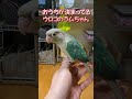 ウロコとマメ 2024 12 5 1130 ウロコインコ マメルリハインコ インコ