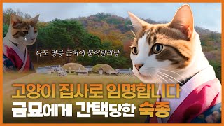 왕이 사랑한 고양이, 금묘